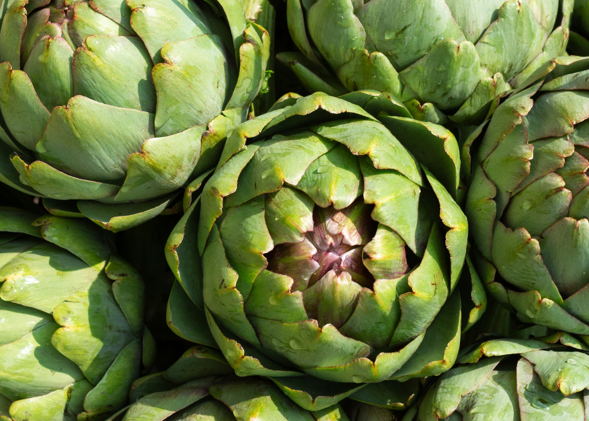 Sardinia globe artichoke imports